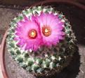 اضغط على الصورة لعرض أكبر. 

الإسم:	180px-CactiFlowers.jpg 
مشاهدات:	137 
الحجم:	8.4 &#1603;&#1610;&#1604;&#1608;&#1576;&#1575;&#1610;&#1578; 
الهوية:	10705465