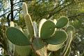 اضغط على الصورة لعرض أكبر. 

الإسم:	250px-Lightmatter_cactus.jpg 
مشاهدات:	116 
الحجم:	16.4 &#1603;&#1610;&#1604;&#1608;&#1576;&#1575;&#1610;&#1578; 
الهوية:	10705466