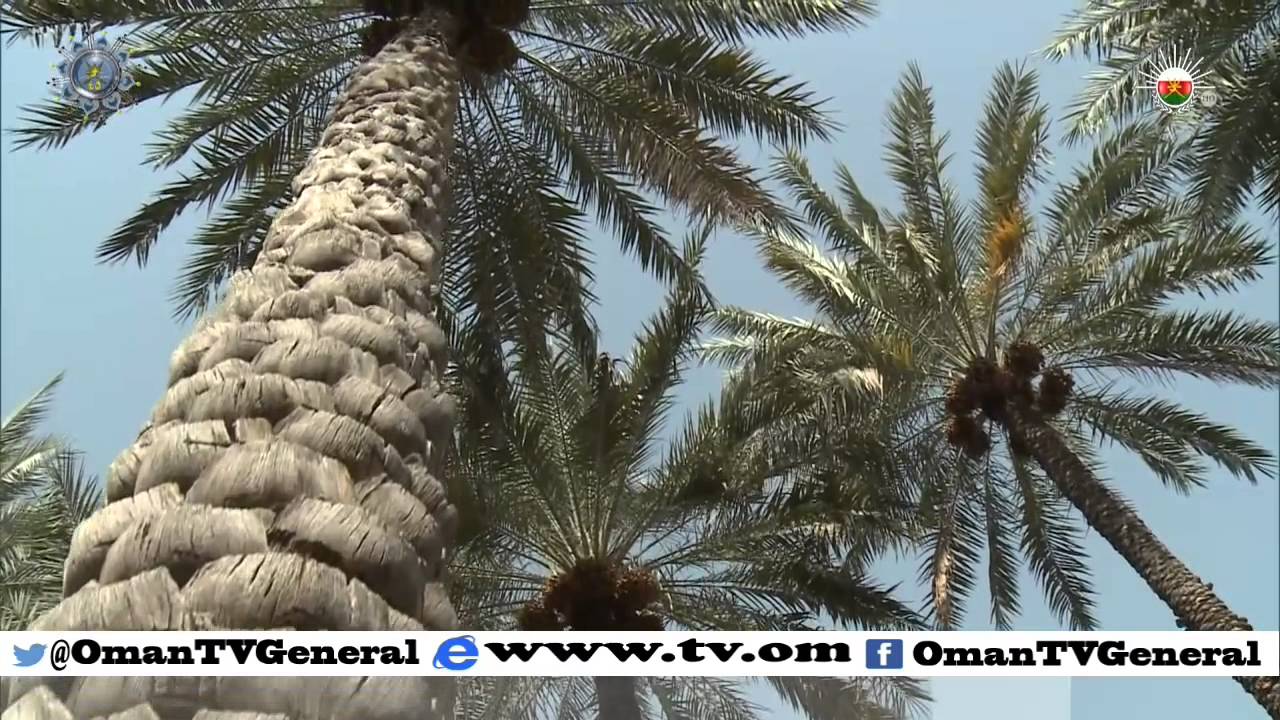 روزنامة | الأربعاء 2 ديسمبر 2015 م