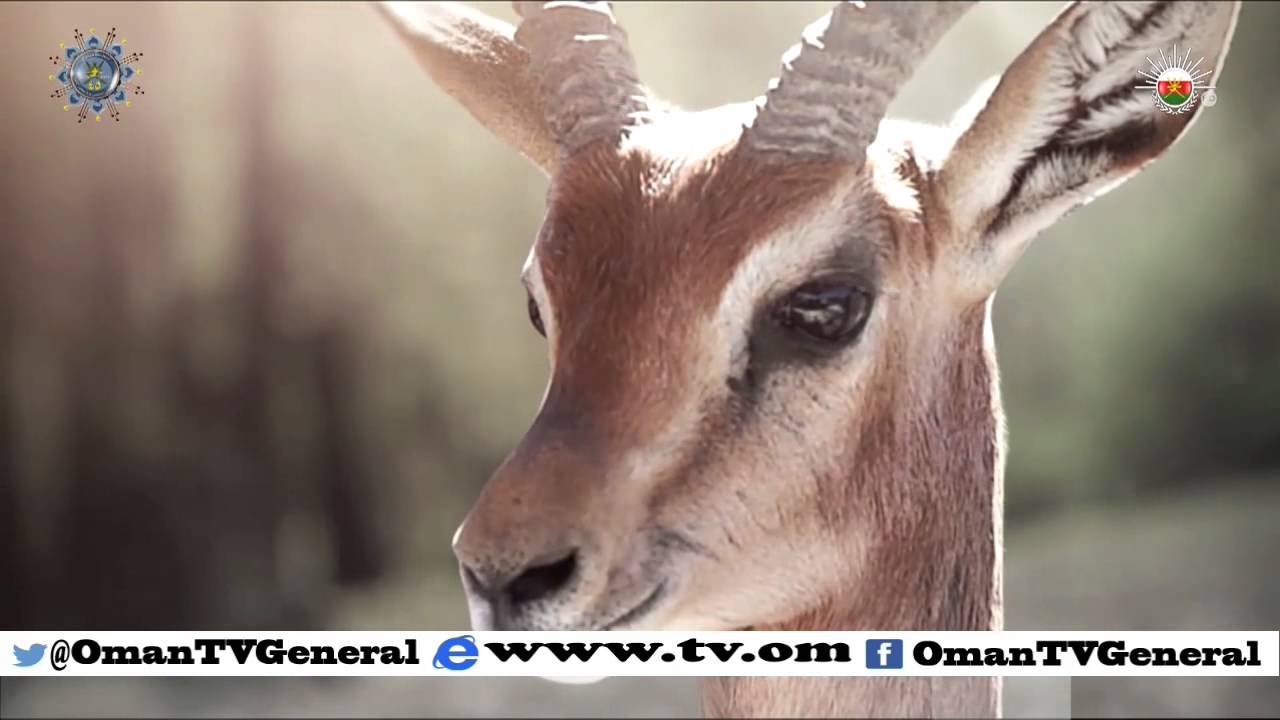 English News Bulletin – Wednesday , 2 December 2015
