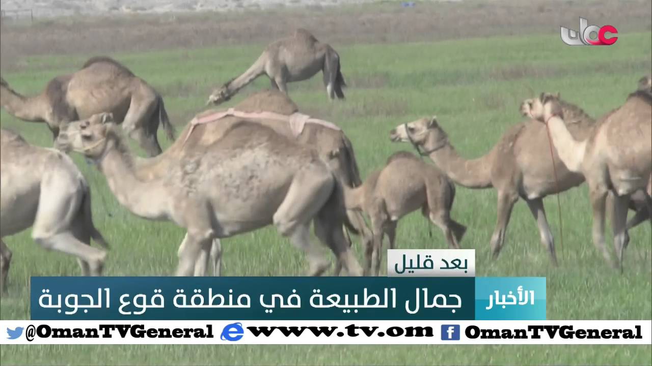 أخبار عمان | الأحد 10 أبريل 2016م