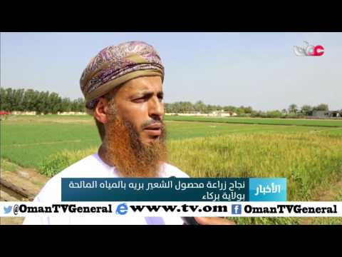 نجاح زراعة محصول الشعير بريه بالمياه المالحة بولاية بركاء