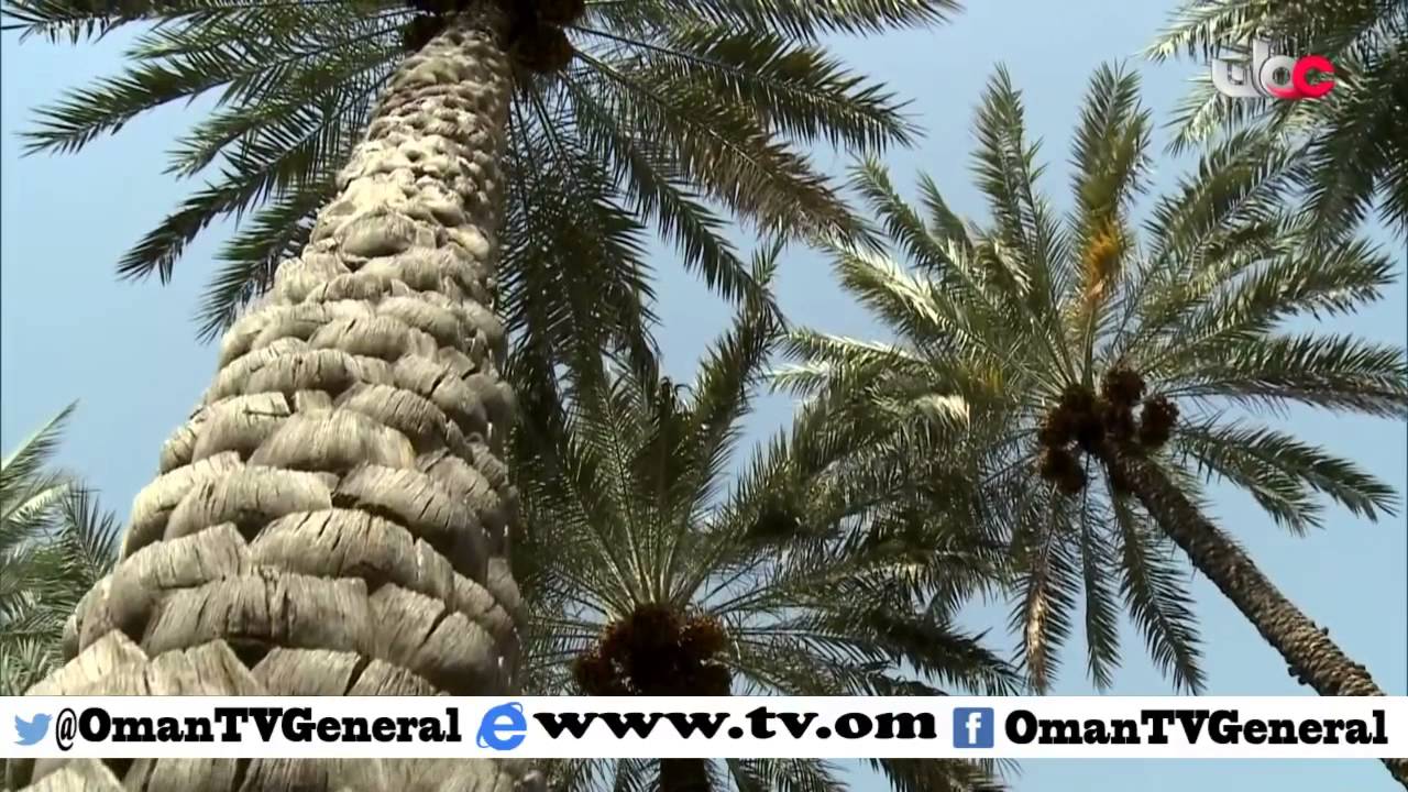 روزنامة | الأحد 3 ابريل 2016م