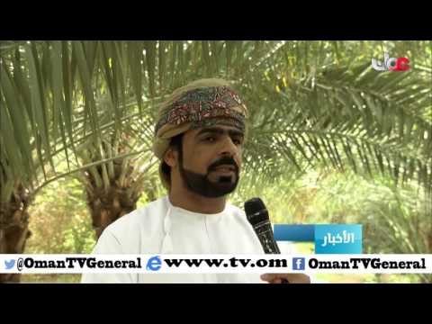 البدء في عملية التلقيح الصناعي للنخيل في محافظة البريمي