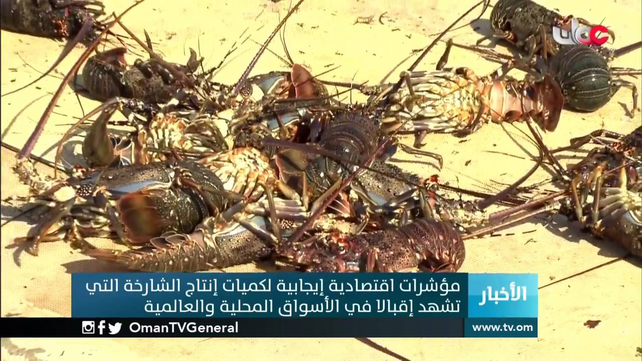 مؤشرات اقتصادية إيجابية لكميات إنتاج الشارخة التي تشهد إقبالا في الأسواق المحلية والعالمية