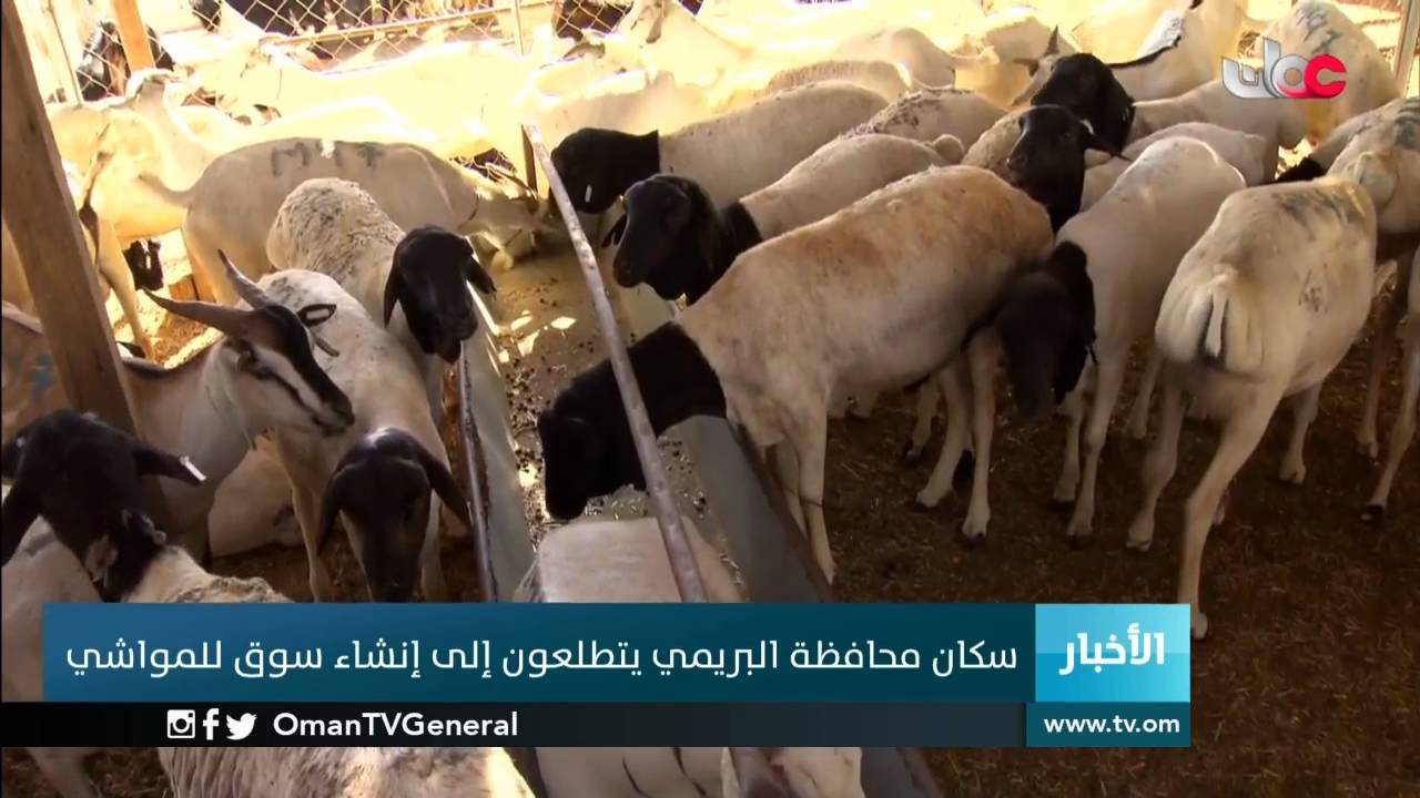 سكان محافظة البريمي يتطلعون إلى إنشاء سوق للمواشي