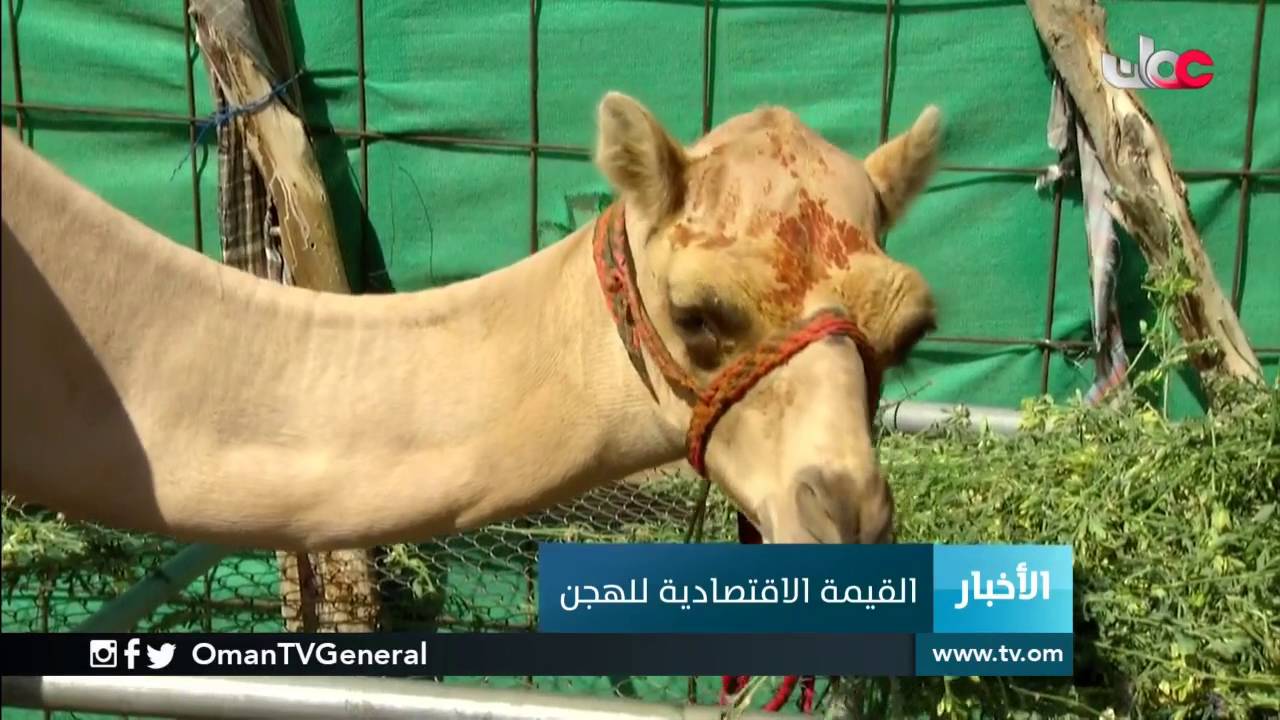 القيمة الاقتصادية للهجن