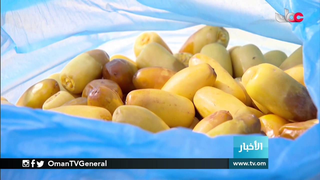 بدء حصاد رطب النغال في ولاية دماء والطائيين بمحافظة شمال الشرقية