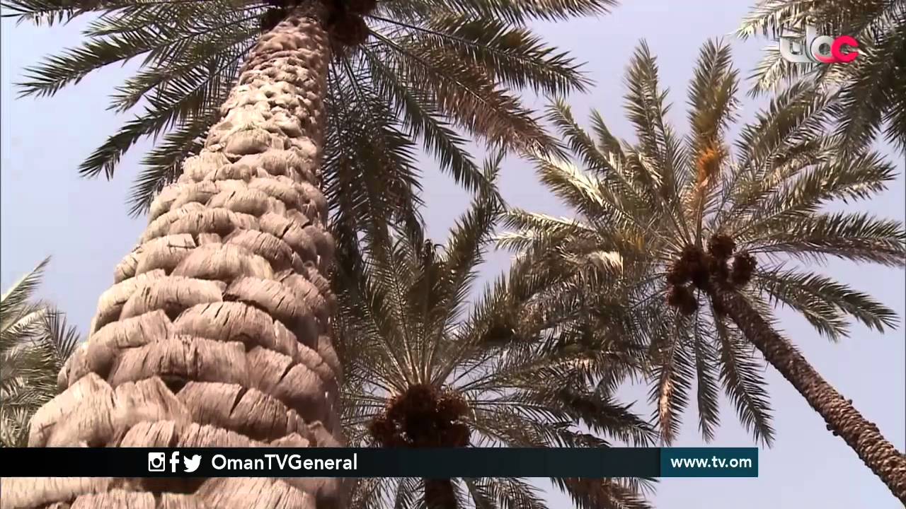 روزنامة | الجمعة 6 مايو 2016م