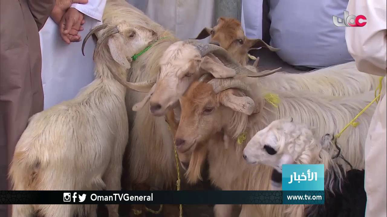 أخبار الخامسة | الإثنين 11 يوليو 2016م