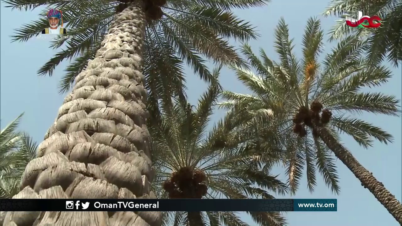 روزنامة  | الأحد 20 نوفمبر 2016م