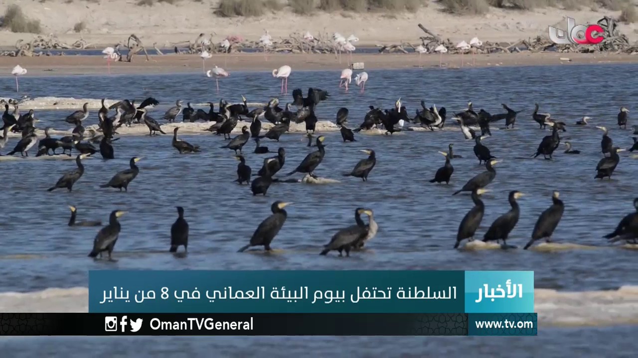 أخبار الخامسة  | السبت 7 يناير 2017م