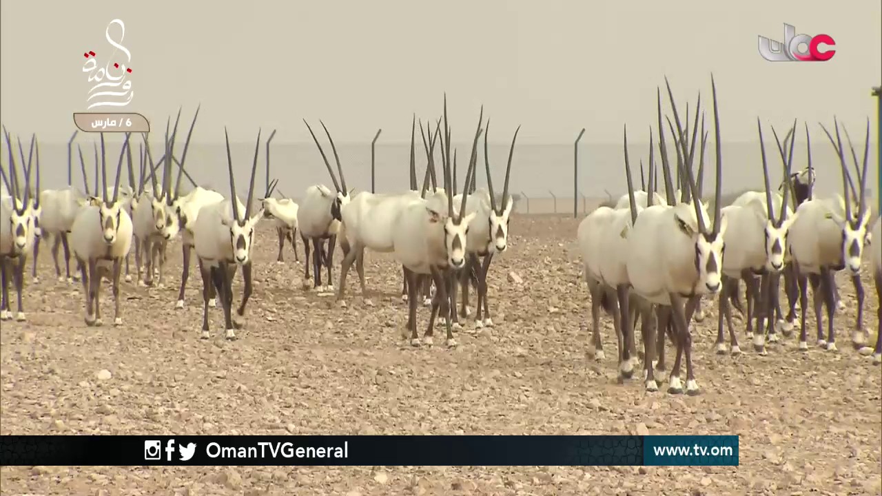 روزنامة | الإثنين 6 مارس 2017م