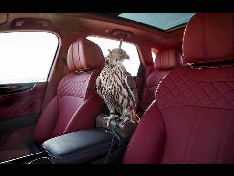 نسخة بنتلي بينتايجا مخصصة للصقور