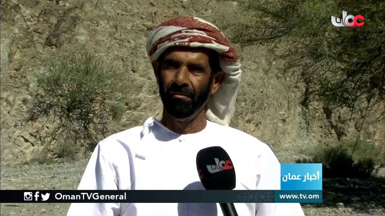 شجرة السيداف .. من القطف إلى مائدة الطعام
