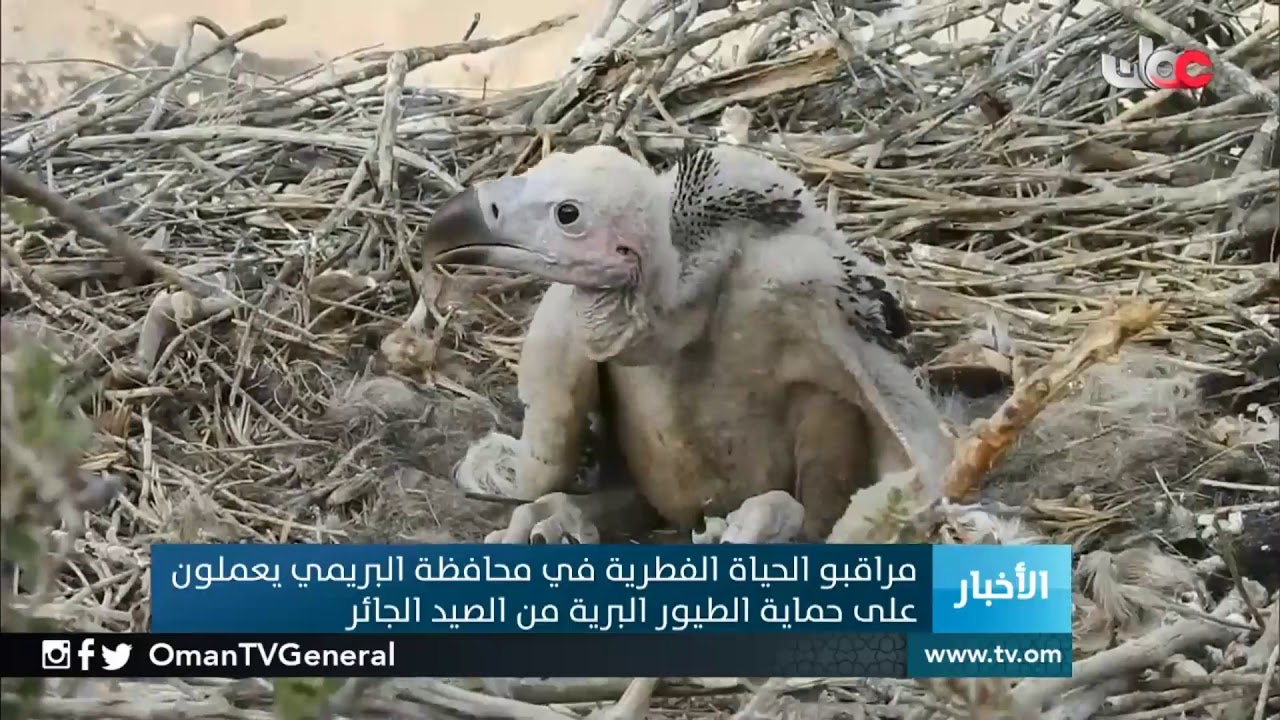 مراقبو الحياة الفطرية في محافظة البريمي يعملون على حماية الطيور البرية من الصيد الجائر