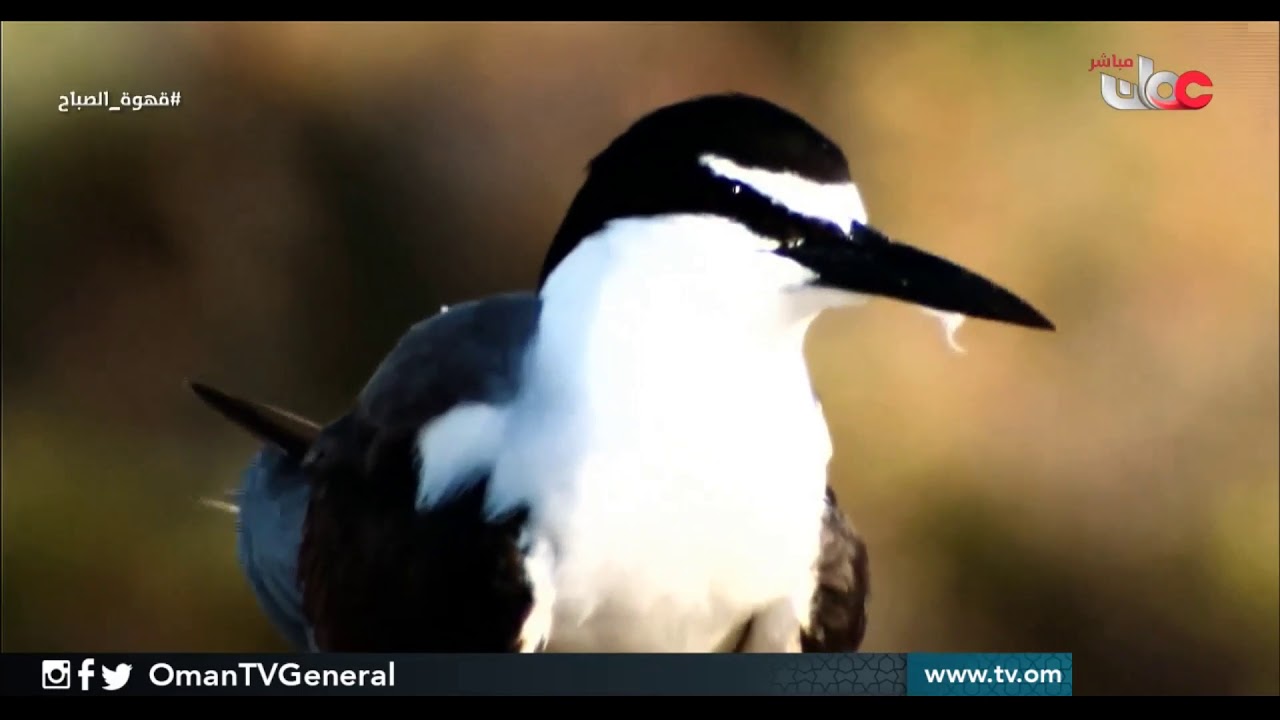 زاوية من بلادي.. جزر الديمانيات | #قهوة الصباح الاثنين 9 يوليو 2018م