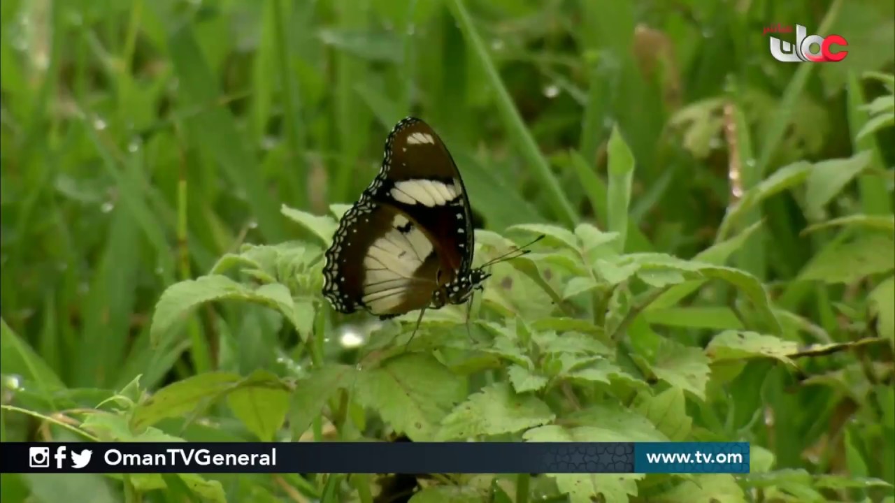 حكاية | #من  صلالة