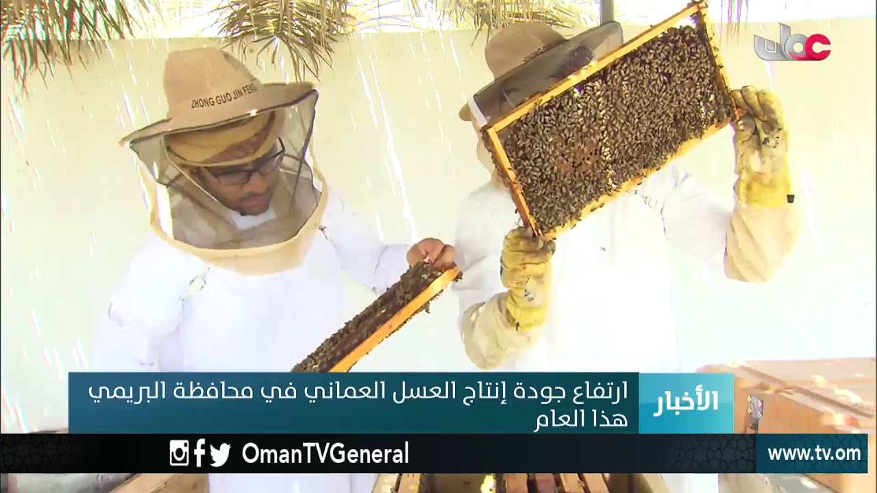 ارتفاع جودة إنتاج العسل العماني في محافظة #البريمي هذا العام