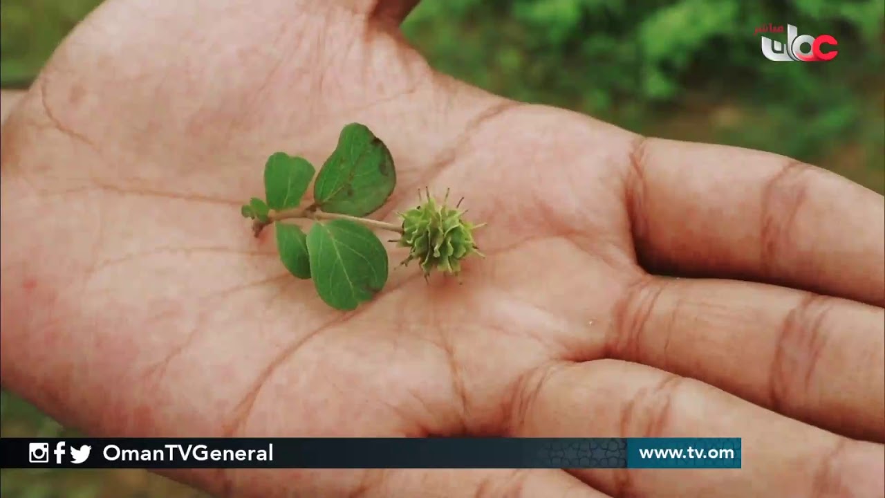 فقرة بيئتنا | #من صلالة