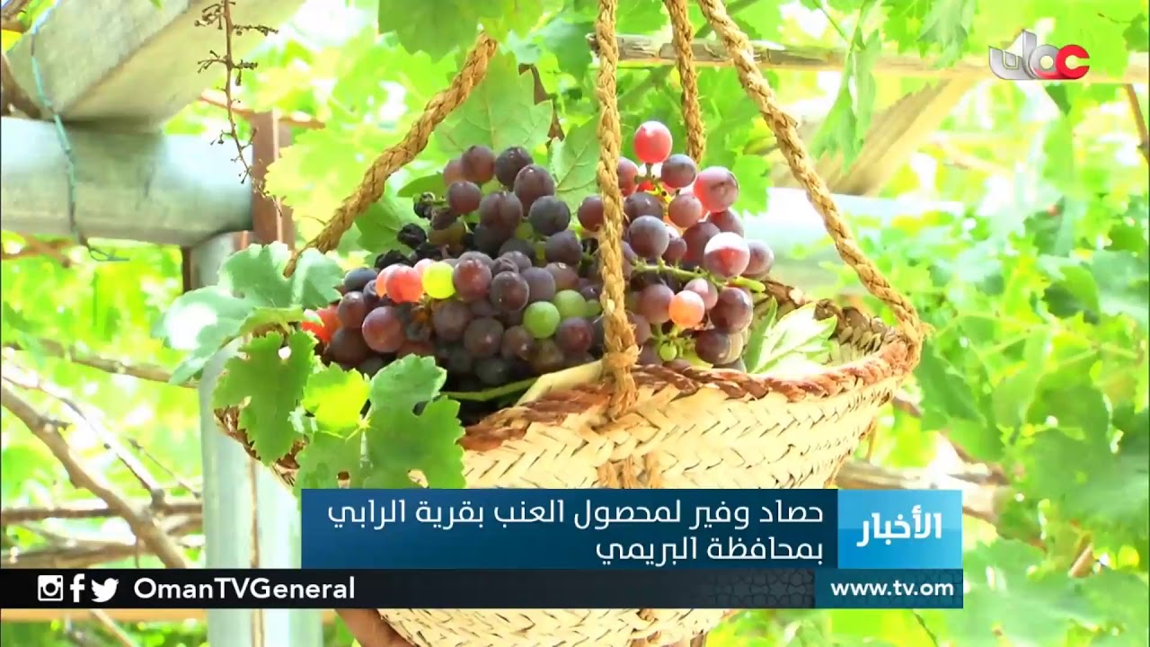حصاد وفير لمحصول العنب بقرية الرابي بمحافظة البريمي