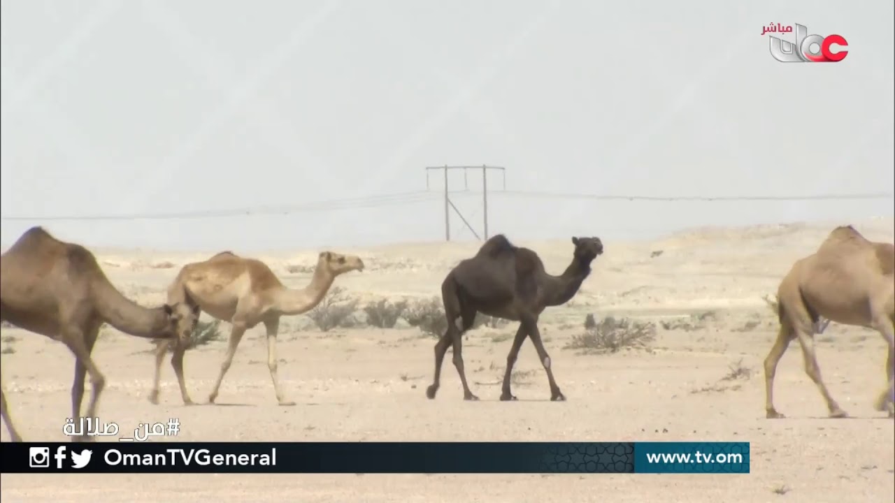 شيابنا | من صلالة