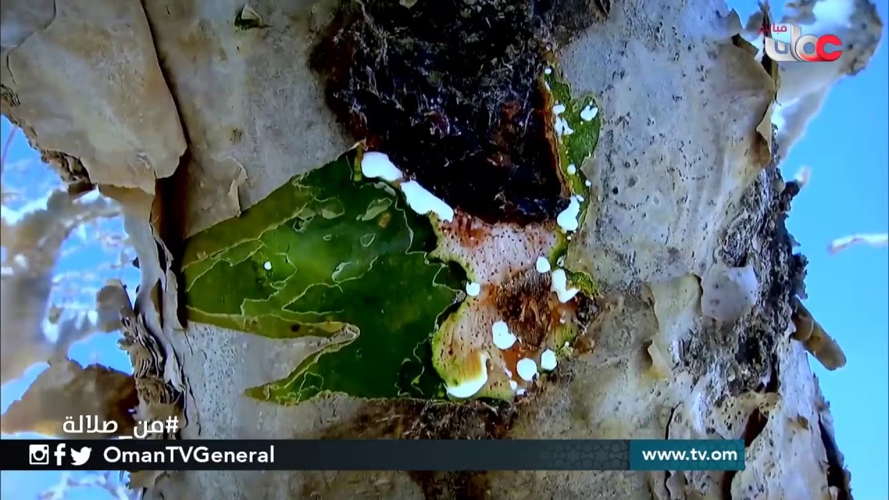 شيابنا | الحياة في ريف جبال ظفار | #من_صلالة | السبت 4 أغسطس 2018م