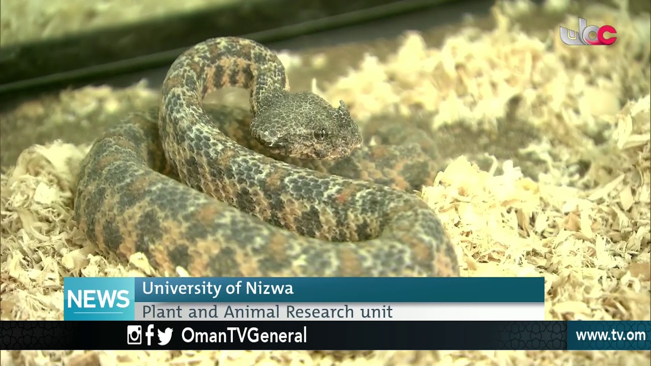 English News Bulletin – Tuesday 11 September 2018