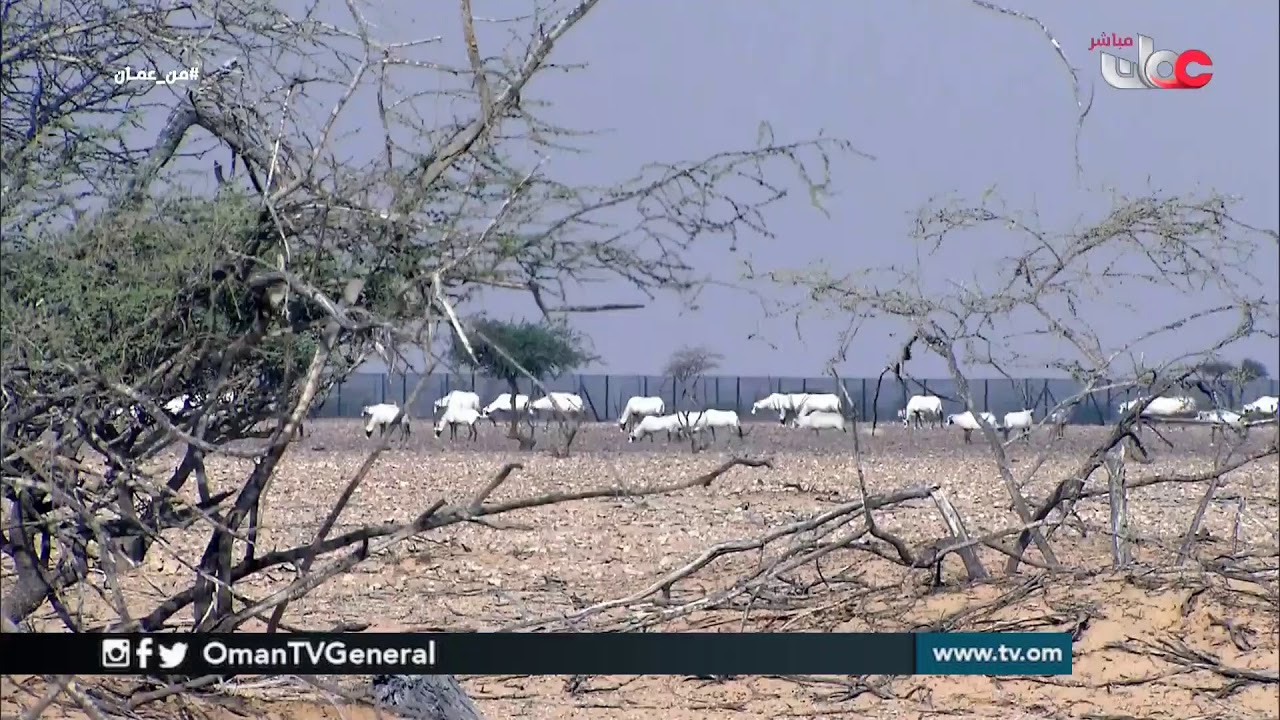 #من_عمان | الخميس 27 يونيو 2019م