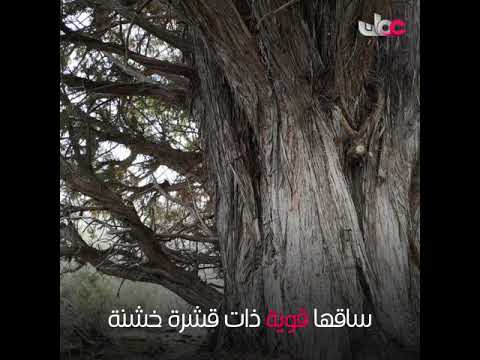 العلعلان .. المُعمرة العطرية في جبال الحجر