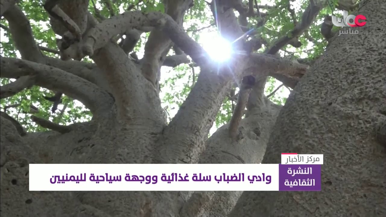 “وادي الضباب” سلة غذائية و وجهة سياحية لليمنيين
