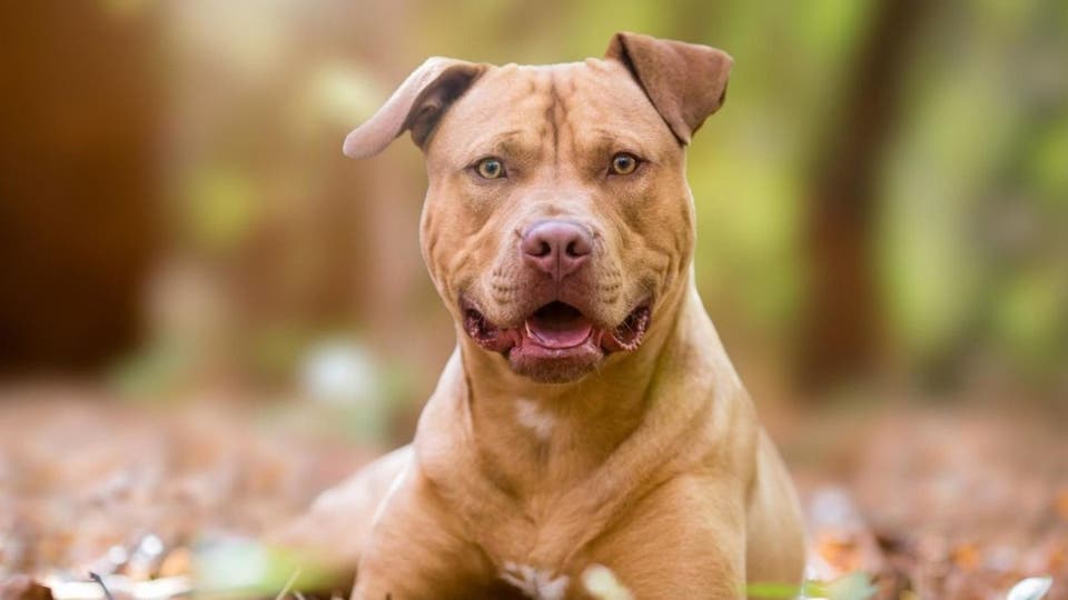 بعد معركة مع أفعى سامة.. كلب يضحي بحياته لينقذ طفلين