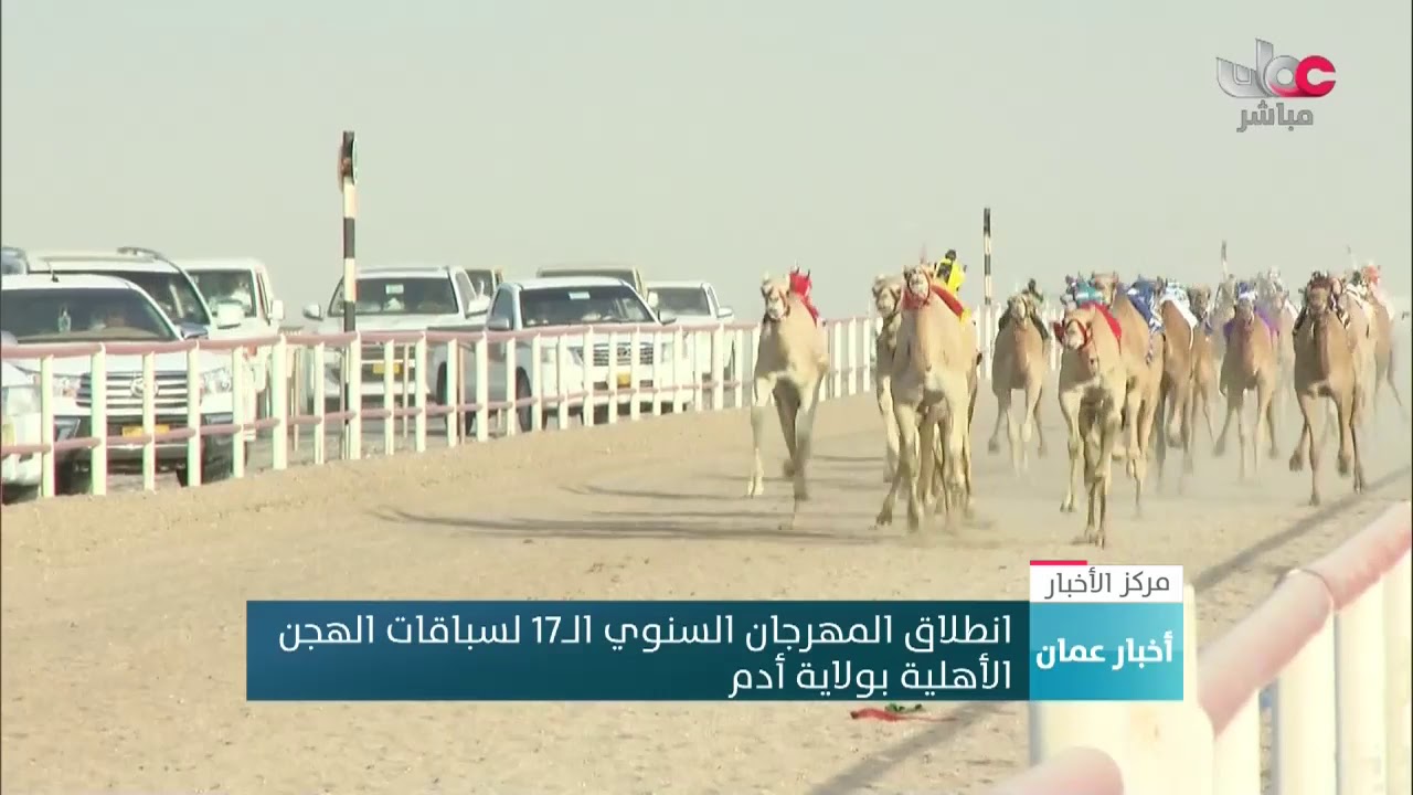 انطلاق المهرجان السنوي الــ17 لسباقات الهجن الأهلية بولاية أدم