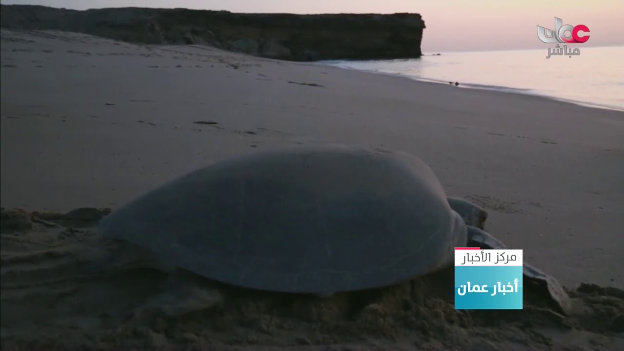 21 ألف زائر إلى محمية السلاحف بمحافظة جنوب    الشرقية حتى شهر 7 الماضي