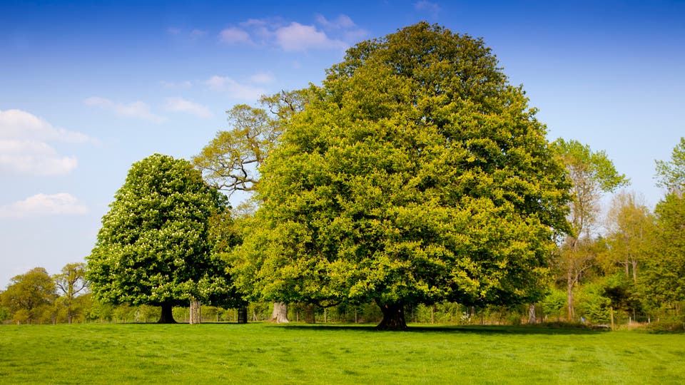 %58 من الأشجار الأصلية في أوروبا مهددة بالانقراض