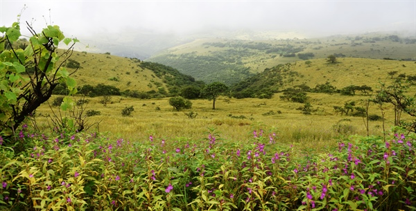بدء موسم الربيع في محافظة ظفار
