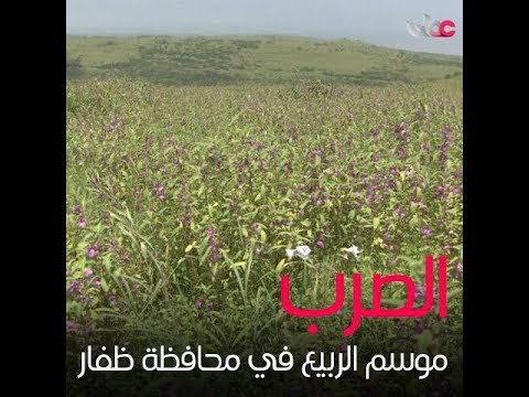 الصرب