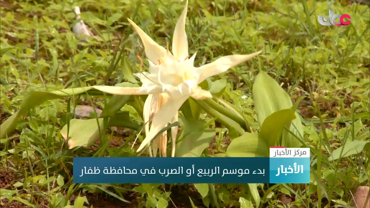بدء موسم الربيع “الصرب” في محافظة ظفار