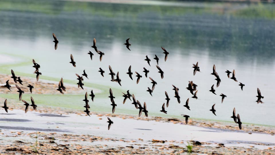 ثلثا طيور أميركا تواجه خطر الانقراض