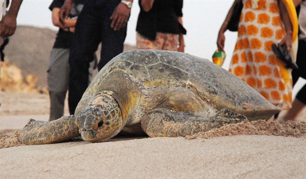 أكثر من 56 ألف زائر يشاهدون السلاحف بالمحمية في عشرة أشهر