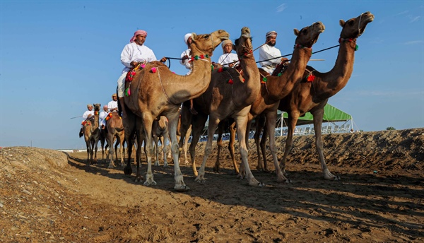 تواصل فعالية ركض العرضة بالفليج بولاية بركاء