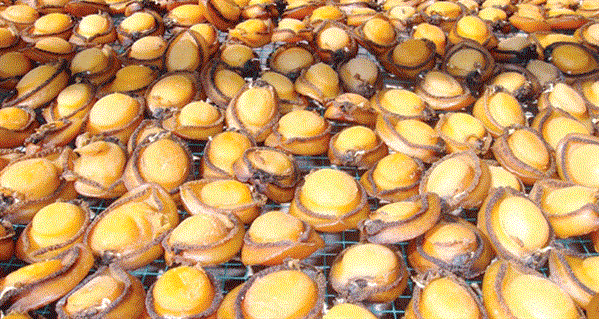 الزراعة والثروة السمكية تقوم بتعديل في أحكام قانون الصيد البحري ((صيد الصفيلح))