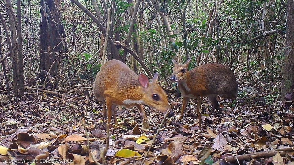 بعد ربع قرن من الغياب.. شاهد ظهور “الفأر الغزال”!