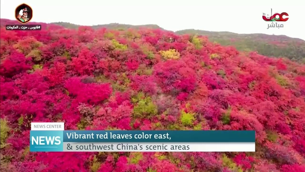 Vibrant red leaves color east, & southwest china’s scenic areas