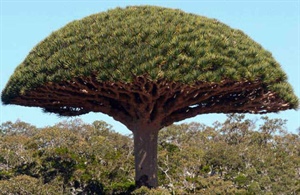 دراسة تقييم ميدانية لأشجار دم التنين العربية المعروفة محليًا بـ /العيريب/