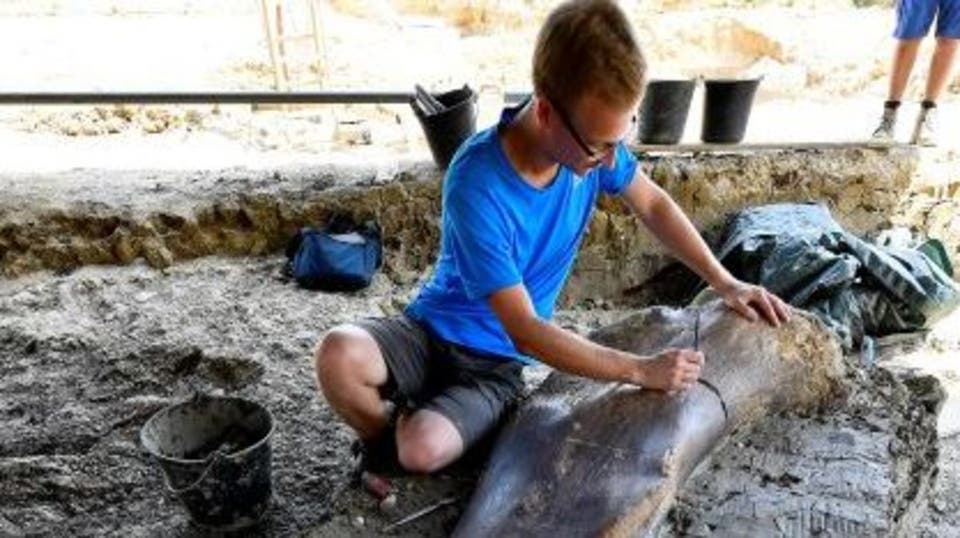 الإكوادور تعلن اكتشاف نوع جديد من الديناصورات