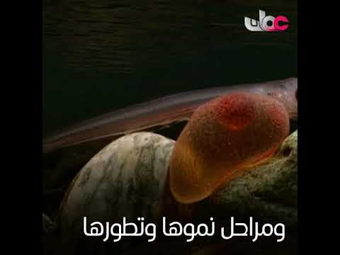 عظمة بأذن السمكة .. أرشيف من نوع خاص!