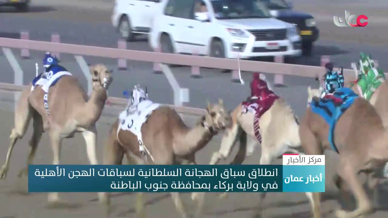 انطلاق سباق الهجانة السلطانية لسباقات الهجن الأهلية  في ولاية بركاء بمحافظة جنوب الباطنة