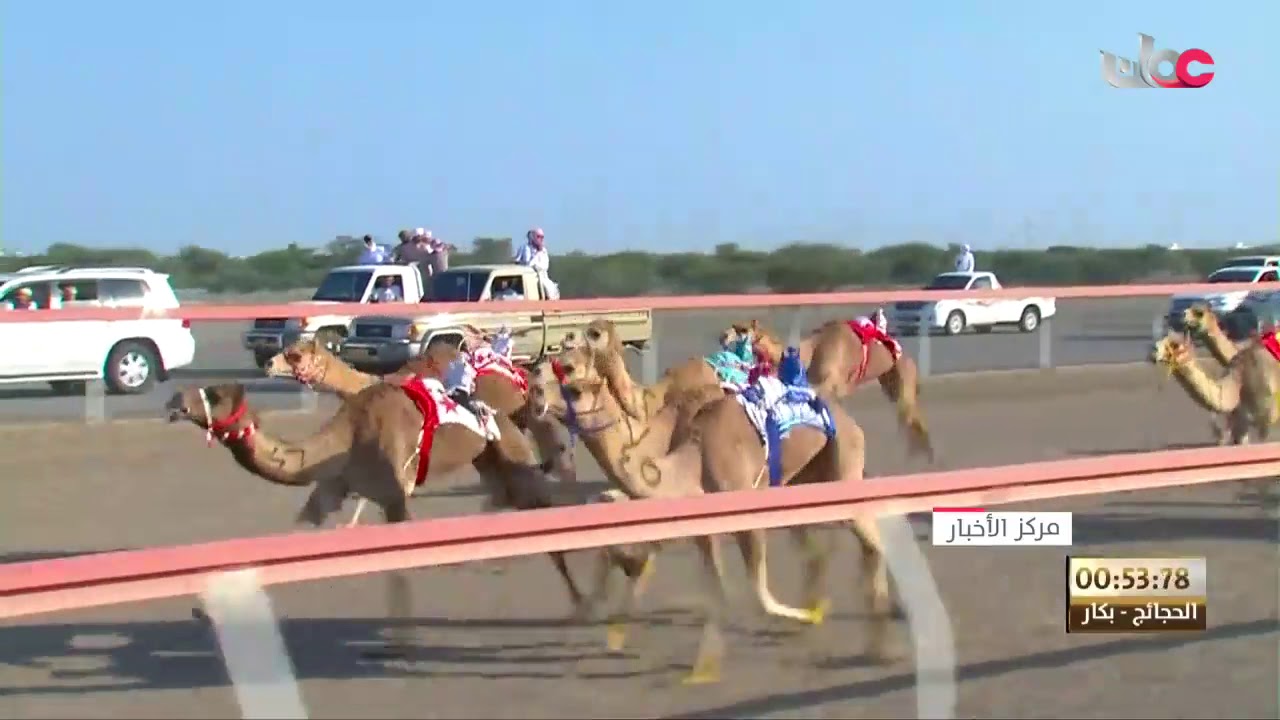 انطلاق سباق الهجن على مضمار الهجانة السلطانية بولاية بركاء