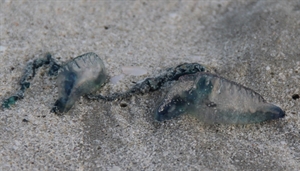 وزارة الزراعة والثروة السمكية تحذر من انتشار أعداد كبيرة من كائن بحري سام شبيه بقنديل البحر